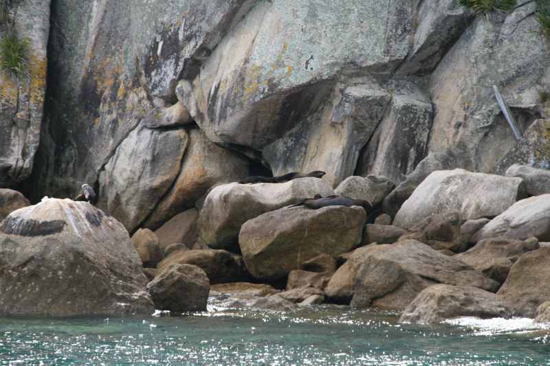 Nieuw-Zeeland 2011 - 0993